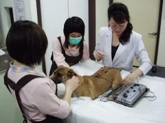英國皇家動物醫院