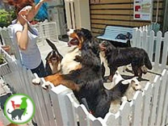 KoKoRo犬貓株式會社