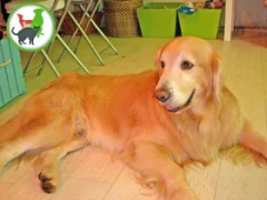 KoKoRo犬貓株式會社