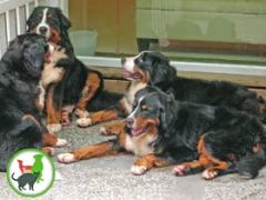 KoKoRo犬貓株式會社