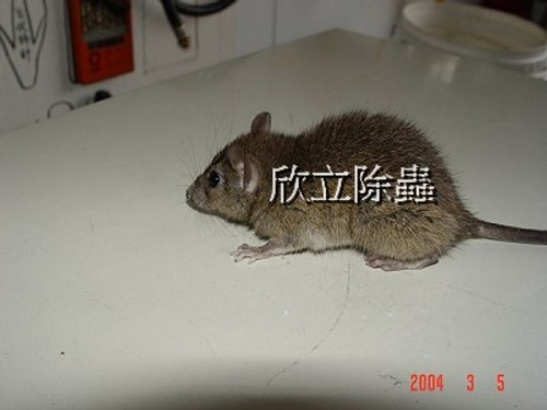 欣立滅鼠公司