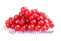 I.Q.F. 紅醋栗(有梗) RED CURRANT