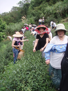 採茶之旅