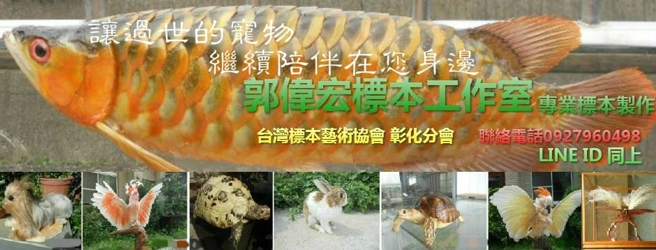 郭聯成(郭偉宏)標本工作室 寵物 動物 標本製作
