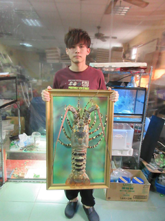錦秀龍蝦~ 標本