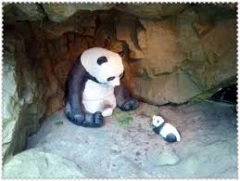 未婚旅遊-木柵動物園與貓空踏青-單身關愛