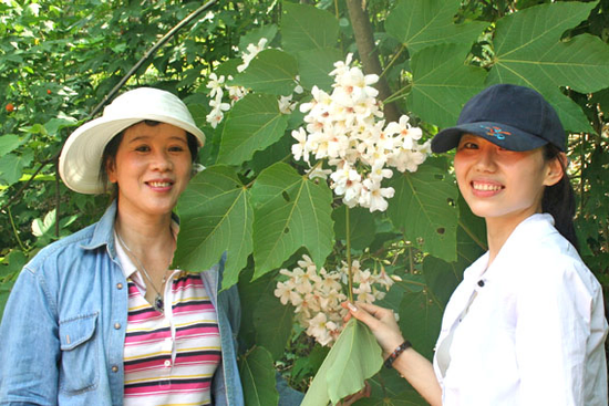 淡水油桐花