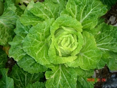 山東大白菜