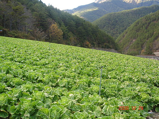 梨山大白菜