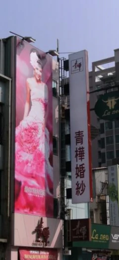 青樺婚沙