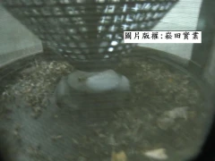 風乾死後的蚊子