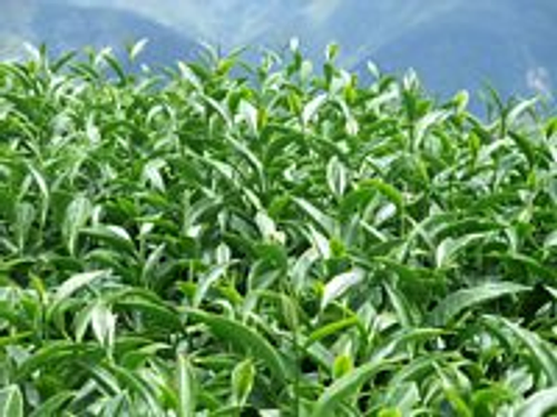 位於103k大禹嶺茶園
