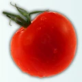 番茄粉-新鮮風味