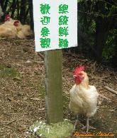 來自大自然無汙染的~總統鮮雞