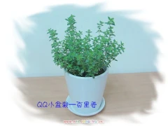 龍昇花藝精品生活館