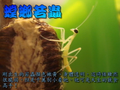 天敵昆蟲 - 有機農業生物防治