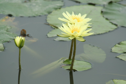 本社區荷蓮花栽培極為普遍