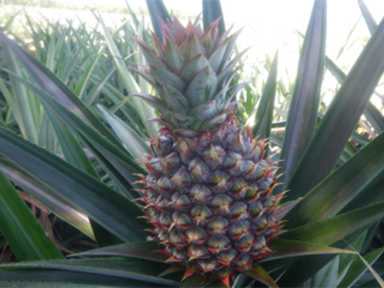 鳳梨作業技術研討