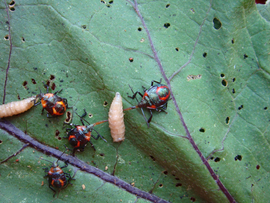 黃斑粗喙椿象之生物特性及其應用