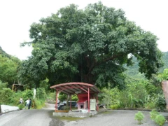 花蓮縣富里鄉新興社區發展協會