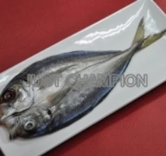 竹筴魚