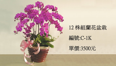 精緻蘭花