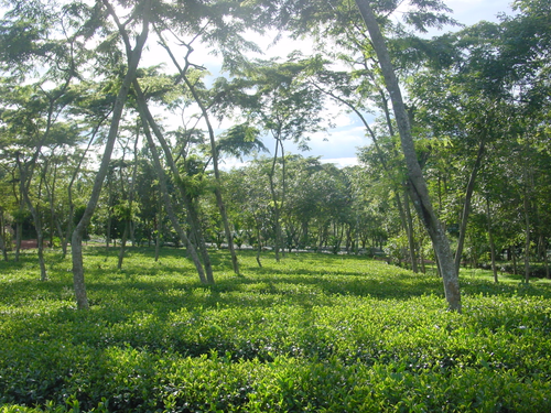 茶園景緻