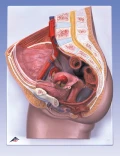 3B-H10女性骨盆模型(生殖器官)