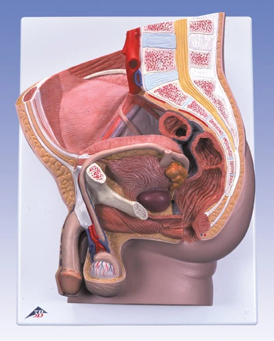 3B-H11男性骨盆模型(生殖器官)