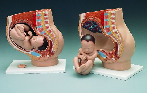 3B-L20懷孕足月-妊娠骨盆模型