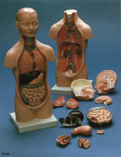 3B-B22迷你人體解剖模型