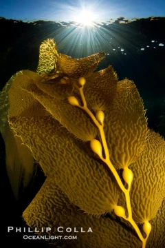 海帶多醣