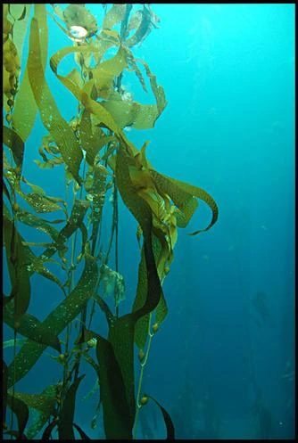 海藻的样子图片