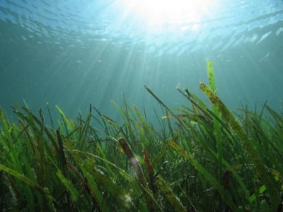 短葉海藻