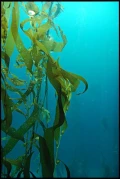 天然海藻粉-挪威海藻-最乾淨的海藻