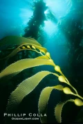 海藻王