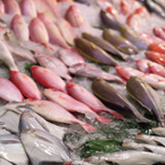 鰻魚及水產品分析檢測