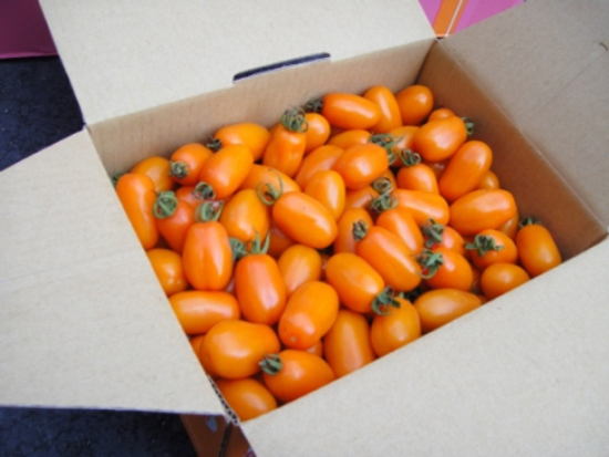 正宗美濃產銷班橙蜜香小蕃茄產地直營批發