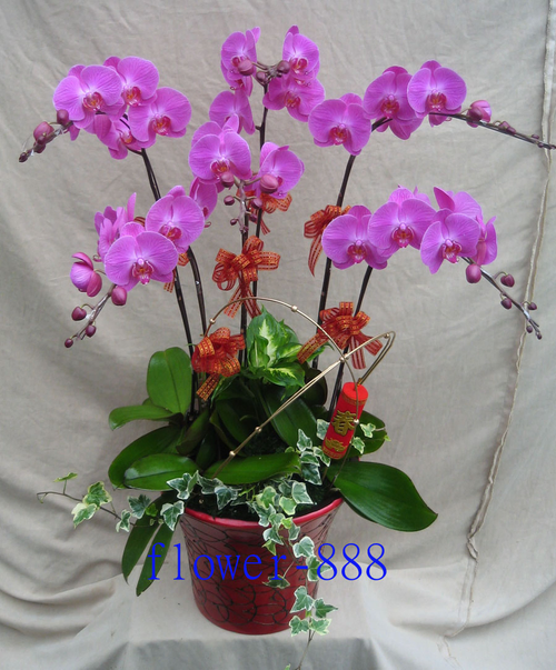 6棵A級品大紅花+富貴型花器+裝飾=美麗又大方的蘭花禮品