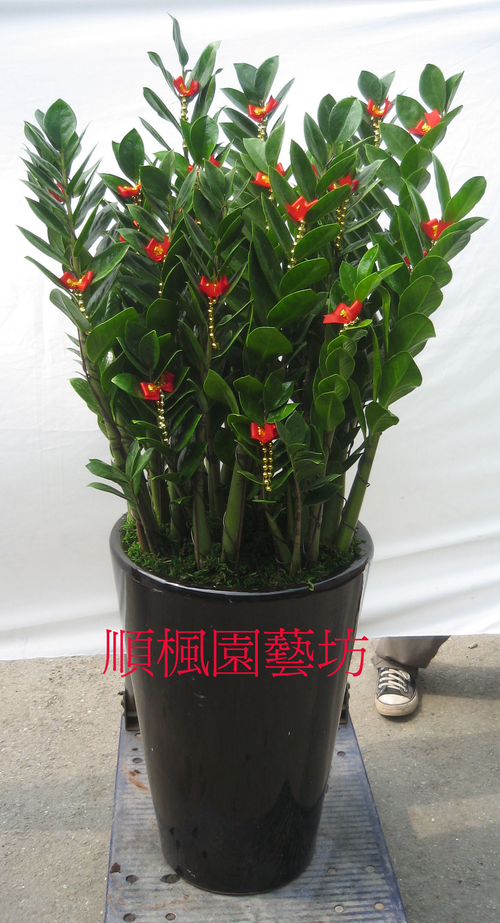 金錢樹(地上型黑高盆)