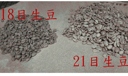 尼加拉瓜生豆