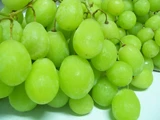 綠無子葡萄