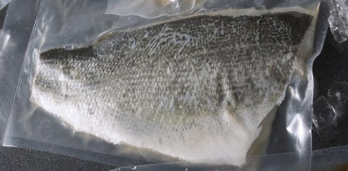 鱸魚生魚片用海水養殖