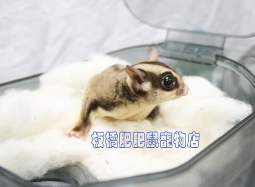 肥肥鼠寵物雜貨舖小動物專賣店