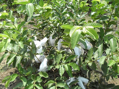 芭樂果樹