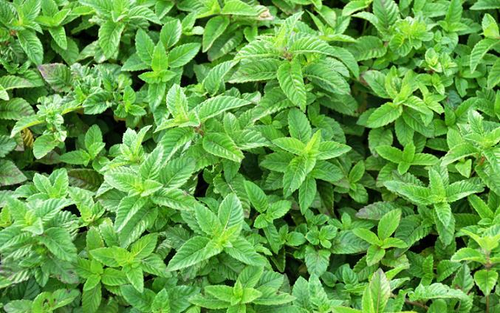 仙草茶