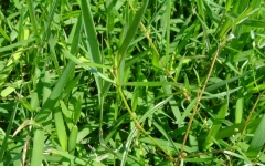 蛇舌草