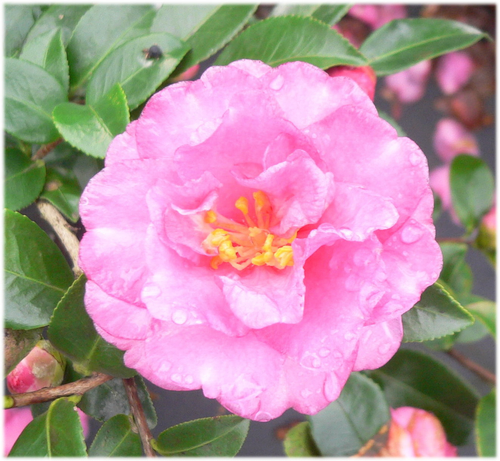 花語是謙讓、愛嬌。