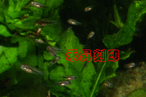 仔魚圖檔