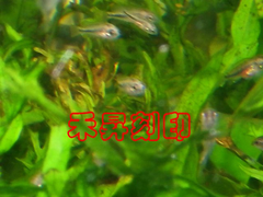 仔魚圖檔2
